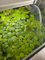 Aquarium drijfplanten, Dieren en Toebehoren, Vissen | Aquaria en Toebehoren, Ophalen, Zo goed als nieuw