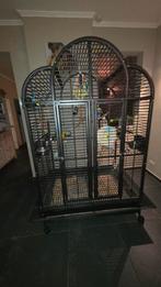 gezocht adoptie ara papegaai, Dieren en Toebehoren, Vogels | Parkieten en Papegaaien, Geslacht onbekend, Papegaai