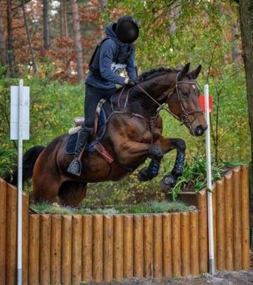 Allround super brave schoolmaster, Dieren en Toebehoren, Paarden, Ruin, 175 cm of meer, Met stamboom, 11 jaar of ouder