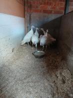 Midget White jonge kalkoenen