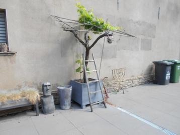 Te koop blauwe druivelaar met pot !!! HEEFT ZIEK GEWEEST !!! beschikbaar voor biedingen