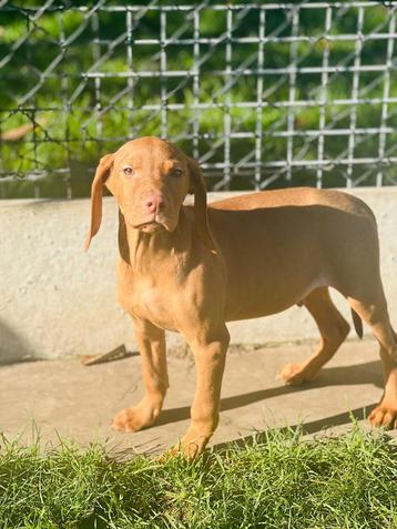 Beaux chiots belges Vizsla à vendre 