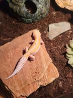 Leopard Gecko M 3j – Tremper Tangerine – terrarium optioneel, Dieren en Toebehoren, Hagedis, Met terrarium, 3 tot 6 jaar