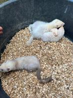 Hand tamme fretjes te koop, Dieren en Toebehoren, Overige Dieren, Juli, Meerdere dieren