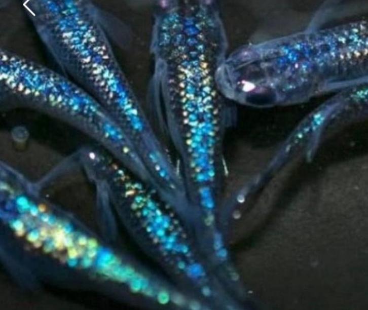 Medaka Sapphire Lamé (Oryzias latipes), Dieren en Toebehoren, Vissen | Aquariumvissen, Zoetwatervis, Vis, Schoolvis