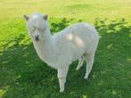 Alpaca merrie Zora, Vrouwelijk