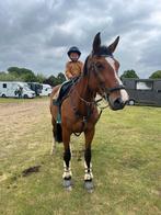 Ideaal overgangspaard, Dieren en Toebehoren, Paarden, Merrie, Springpaard, Gechipt, Niet van toepassing