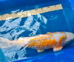 Koi Doitsu Hariwake 50 cm te koop, Dieren en Toebehoren, Vissen | Vijvervissen, Karper of Koi