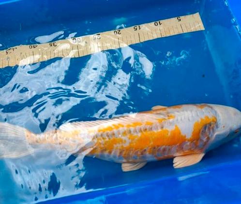 Koi Doitsu Hariwake 50 cm à vendre, Animaux & Accessoires, Poissons | Poissons d'étang, Carpe ou Koï