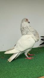 À vendre, Plusieurs animaux, Autres espèces