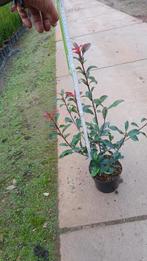 Photinia fraseri carre Rouge, Ophalen of Verzenden, Struik