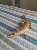 Taxidermie Cabinet of Curiosity Little Cayman, Ophalen of Verzenden