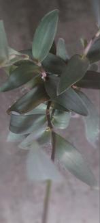 Tradescantia Pallida stekjes (Purple Heart) met wortels, Huis en Inrichting, Kamerplanten, Ophalen, Overige soorten, Halfschaduw