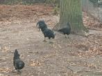 Ajam cemani trio, Dieren en Toebehoren, Pluimvee, Meerdere dieren, Kip