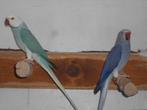 couple colliers adultes pour reproducteurs, Animaux & Accessoires, Plusieurs animaux, Perruche, Bagué