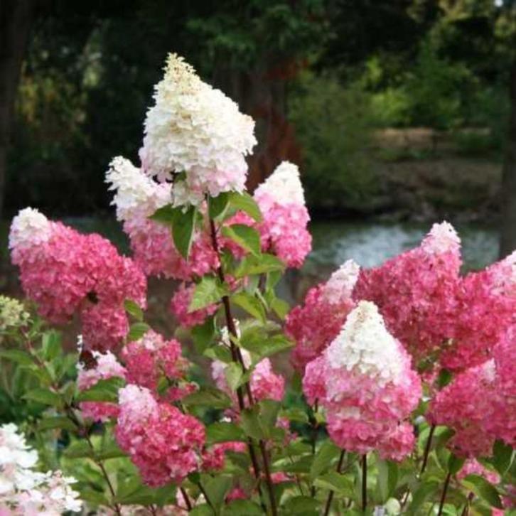 hortensia/hydrangea paniculata 'Vanille fraise', Tuin en Terras, Planten | Tuinplanten, Ophalen