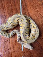 Ball Python 2x 0.1 Super pastel poss YB Clown, Dieren en Toebehoren, Slang, 0 tot 2 jaar