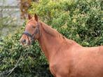 Braaf recreatiepaard, Dieren en Toebehoren, Paarden, Ruin, Niet van toepassing, Minder dan 160 cm, Recreatiepaard