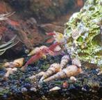 Escargots aquarium, Enlèvement