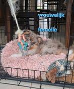 Tri en tri-bleu merle Australische herder pups op boerderij, Dieren en Toebehoren, België, CDV (hondenziekte), 8 tot 15 weken