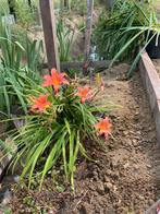 Hemerocallis of daglelie. Grote bossen oranje en rode kleur, Jardin & Terrasse, Plantes | Jardin, Enlèvement
