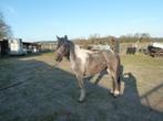 jonge rijpony 2 jaar oud, Dieren en Toebehoren, Ruin, C pony (1.27m tot 1.37m), Onbeleerd, Recreatiepony