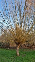 Stekken voor knotwilgen, Ophalen, Nieuw