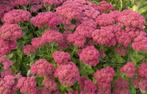 Sedum rustica, Ophalen