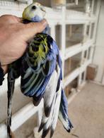 Parkieten, Dieren en Toebehoren