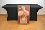 Anatomisch Model Menselijke Torso, Art Deco Periode, Antiek en Kunst, Curiosa en Brocante, Ophalen