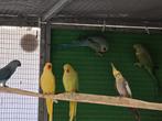 Vogels, Dieren en Toebehoren, Vogels | Parkieten en Papegaaien, Meerdere dieren, Parkiet, Geringd