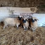 3 Walliser Schwarznaze ooien, Dieren en Toebehoren, Schapen, Geiten en Varkens