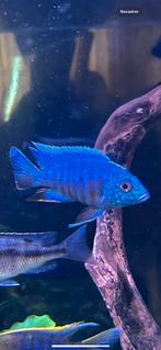 À Vendre : Magnifique Aulonocara Turkis, Animaux & Accessoires, Poissons | Poissons d'aquarium, Poisson