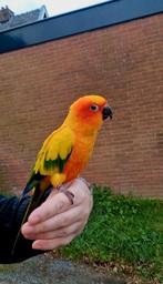 SUPER Tamme Zonparkiet allemansvriend, Dieren en Toebehoren, Vogels | Parkieten en Papegaaien, Mannelijk, Parkiet, Pratend