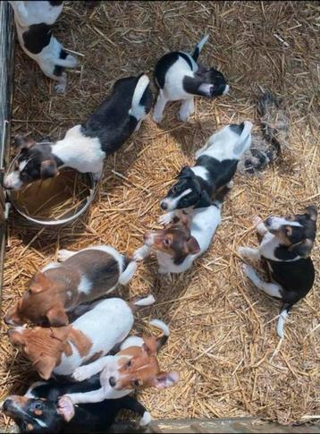 Jack russell pups