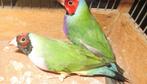 gouldamandines, Meerdere dieren, Tropenvogel, Geringd
