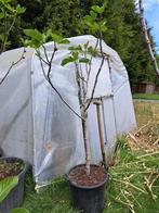 Figuier Grise saint jean, Jardin & Terrasse, Plantes | Arbres fruitiers, En pot, Été, 100 à 250 cm, Figuier