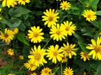 Rudbeckia / 100 zaailingen om uit te planten in de tuin, Tuin en Terras, Planten | Tuinplanten, Ophalen, Zomer, Vaste plant, Volle zon