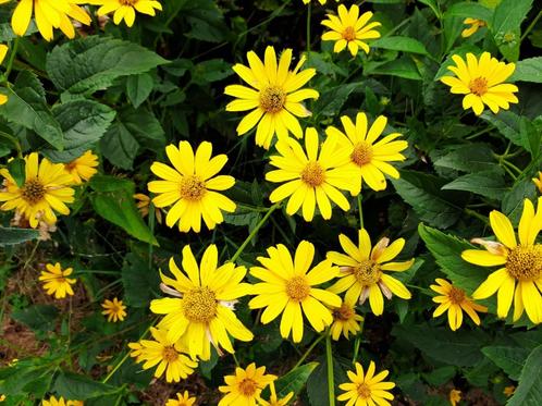 Rudbeckia / 100 zaailingen om uit te planten in de tuin, Tuin en Terras, Planten | Tuinplanten, Vaste plant, Volle zon, Zomer