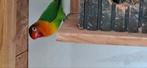 Agapornis pop en man