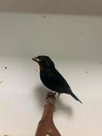 1-1 Antillen dikbekjes ( in ), Dieren en Toebehoren, Vogels | Overige Vogels, Meerdere dieren, Tropenvogel, Geringd