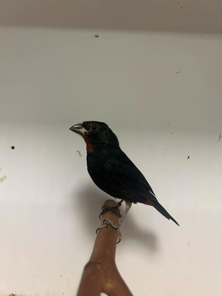 1-1 Antillen dikbekjes ( in ), Dieren en Toebehoren, Vogels | Overige Vogels, Tropenvogel, Meerdere dieren, Geringd