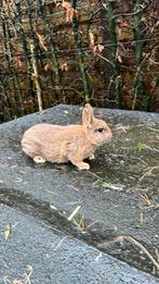 Jong dwergkonijn, Dieren en Toebehoren