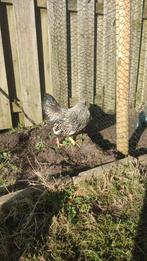 Wyandotte haan, raszuiver, groothoender, Dieren en Toebehoren, Pluimvee, Mannelijk, Kip