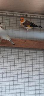 Mutatie van distelvinken, Dieren en Toebehoren, Vogels | Overige Vogels
