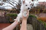 Jolis chiots West Highland White Terrier, Autres races, Plusieurs, Parvovirose, Belgique