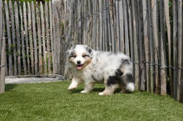 Beaux chiots bergers australiens (aussie)