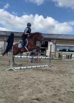 GEZOCHT project paard/ pony, Dieren en Toebehoren, Paarden, Meerdere dieren, Onbeleerd, Recreatiepaard