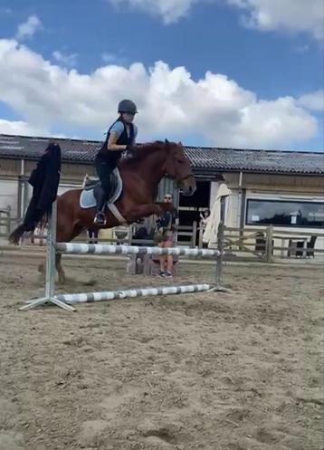 GEZOCHT project paard/ pony beschikbaar voor biedingen