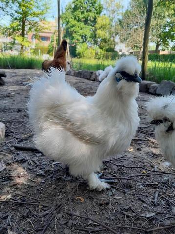 Zijdehoender kip wit, Femelle, Poule ou poulet